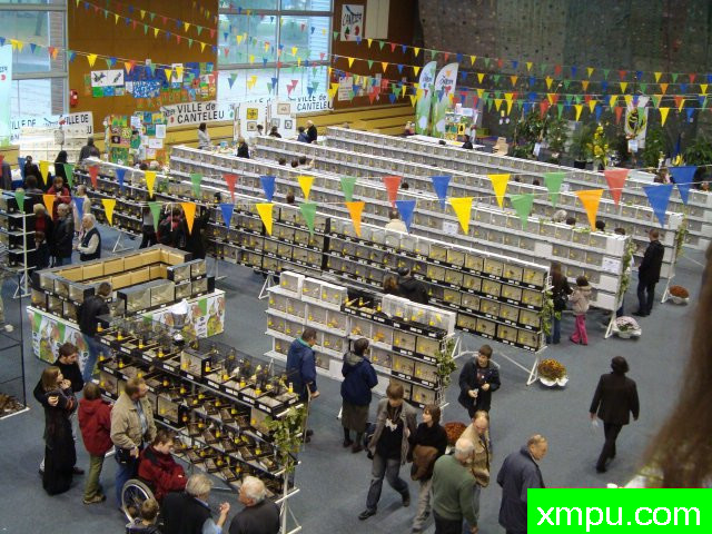 金丝雀培育大师阿斯奎尼[法国]精品系列【二】