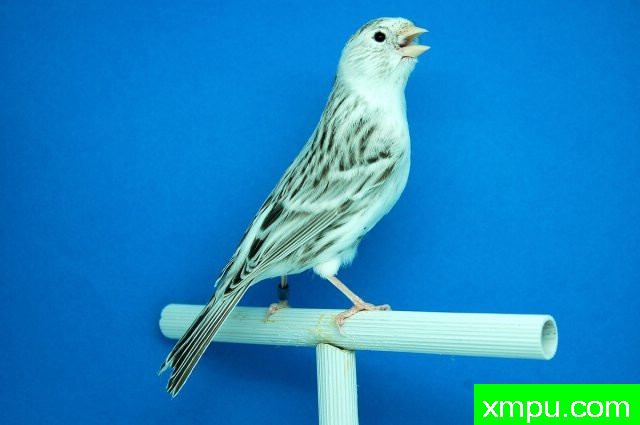 金丝雀培育大师阿斯奎尼[法国]精品系列【二】