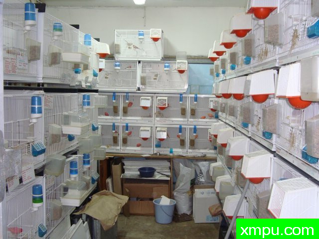 金丝雀培育大师阿斯奎尼[法国]精品系列【二】