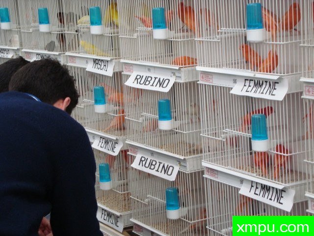 金丝雀培育大师阿斯奎尼[法国]精品系列【二】