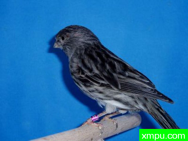 金丝雀培育大师阿斯奎尼[法国]精品系列【二】