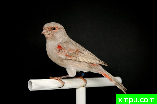 金丝雀培育大师阿斯奎尼[法国]精品系列【二】