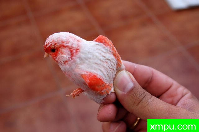 金丝雀培育大师阿斯奎尼[法国]精品系列【二】