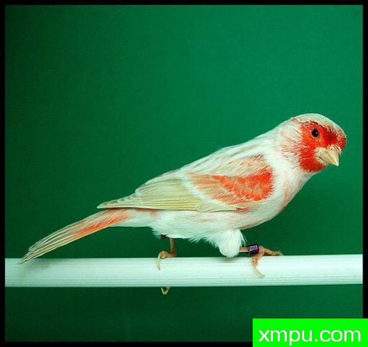 金丝雀培育大师阿斯奎尼[法国]精品系列【二】