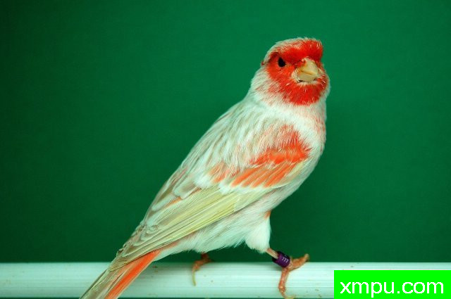 金丝雀培育大师阿斯奎尼[法国]精品系列【二】