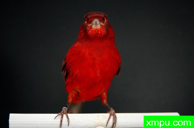 金丝雀培育大师阿斯奎尼[法国]精品系列【二】