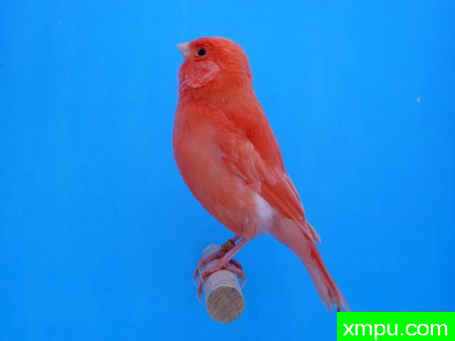 金丝雀培育大师阿斯奎尼[法国]精品系列【二】