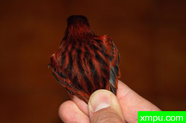 金丝雀培育大师阿斯奎尼[法国]精品系列【二】