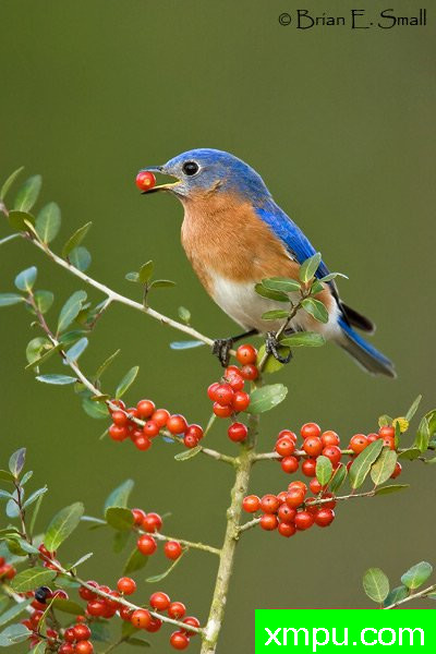 美国著名摄影大师布赖恩E.小作品系列之--东方蓝鸟