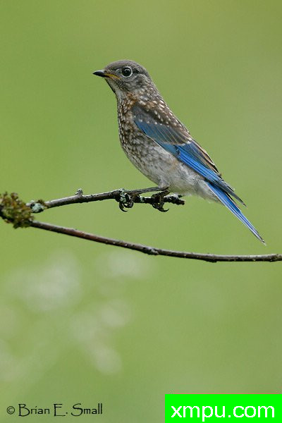 美国著名摄影大师布赖恩E.小作品系列之--东方蓝鸟
