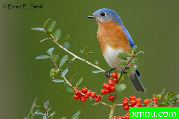 美国著名摄影大师布赖恩E.小作品系列之--东方蓝鸟