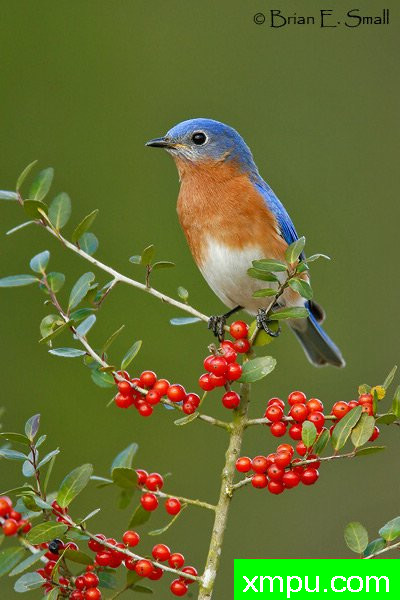 美国著名摄影大师布赖恩E.小作品系列之--东方蓝鸟