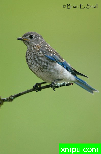 美国著名摄影大师布赖恩E.小作品系列之--东方蓝鸟