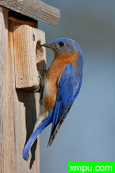 美国著名摄影大师布赖恩E.小作品系列之--东方蓝鸟