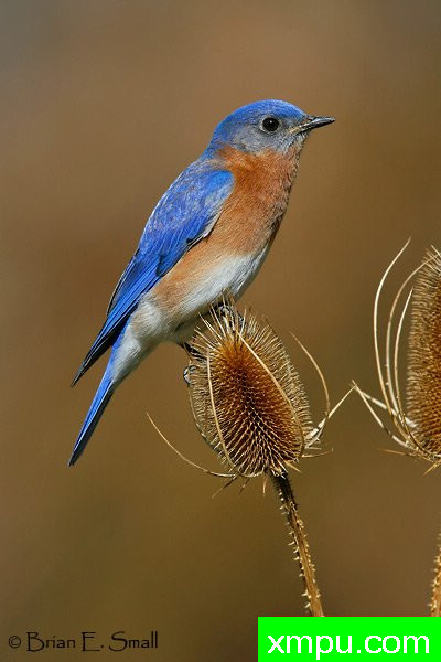 美国著名摄影大师布赖恩E.小作品系列之--东方蓝鸟