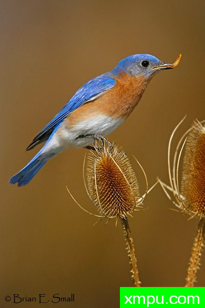 美国著名摄影大师布赖恩E.小作品系列之--东方蓝鸟