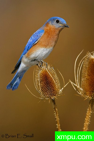 美国著名摄影大师布赖恩E.小作品系列之--东方蓝鸟
