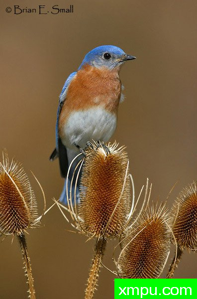 美国著名摄影大师布赖恩E.小作品系列之--东方蓝鸟