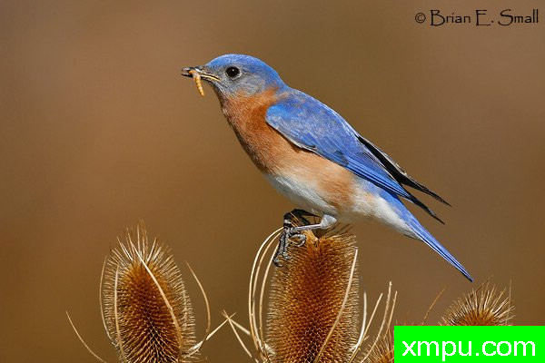 美国著名摄影大师布赖恩E.小作品系列之--东方蓝鸟