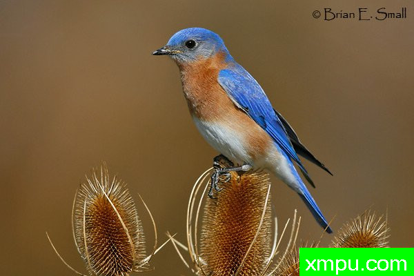 美国著名摄影大师布赖恩E.小作品系列之--东方蓝鸟