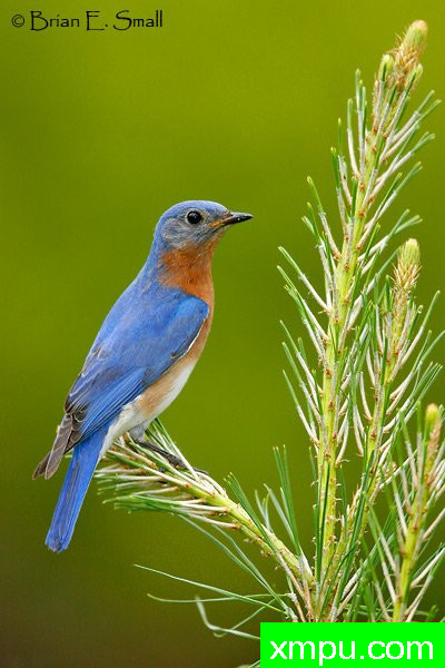 美国著名摄影大师布赖恩E.小作品系列之--东方蓝鸟