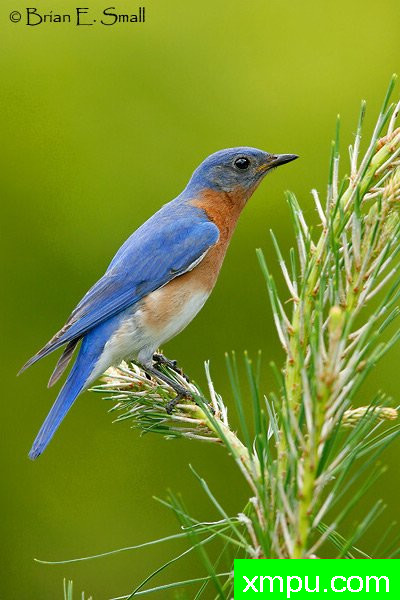 美国著名摄影大师布赖恩E.小作品系列之--东方蓝鸟