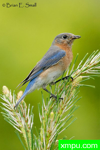 美国著名摄影大师布赖恩E.小作品系列之--东方蓝鸟