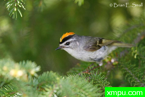 美国著名摄影大师布赖恩E.小作品系列之--金加冕黄冠雀