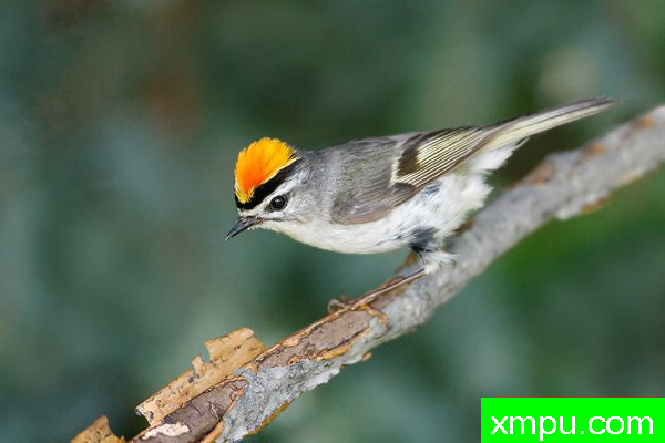 美国著名摄影大师布赖恩E.小作品系列之--金加冕黄冠雀