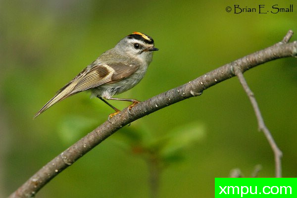 美国著名摄影大师布赖恩E.小作品系列之--金加冕黄冠雀