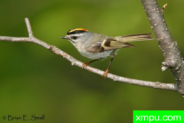 美国著名摄影大师布赖恩E.小作品系列之--金加冕黄冠雀