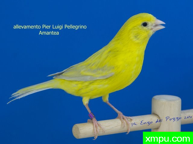 金丝雀培育大师--路易【意大利】图片系列之【一】