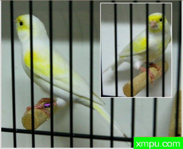 金丝雀培育大师--路易【意大利】图片系列之【一】