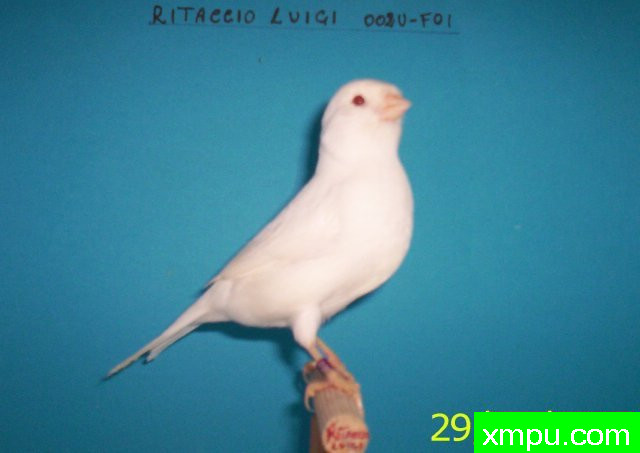 金丝雀培育大师--路易【意大利】图片系列之【一】