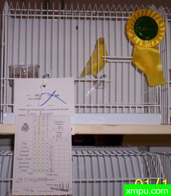 金丝雀培育大师--路易【意大利】图片系列之【一】