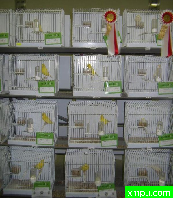 金丝雀培育大师--路易【意大利】图片系列之【一】