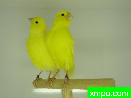 金丝雀培育大师--路易【意大利】图片系列之【一】