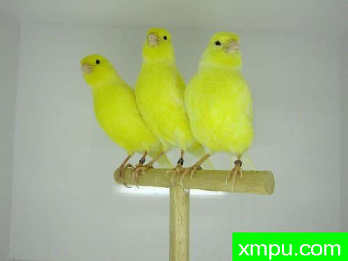 金丝雀培育大师--路易【意大利】图片系列之【一】