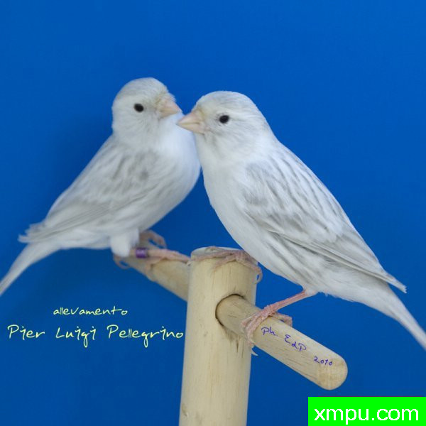 金丝雀培育大师--路易【意大利】图片系列之【一】