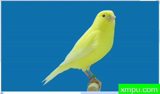 金丝雀培育大师--路易【意大利】图片系列之【一】