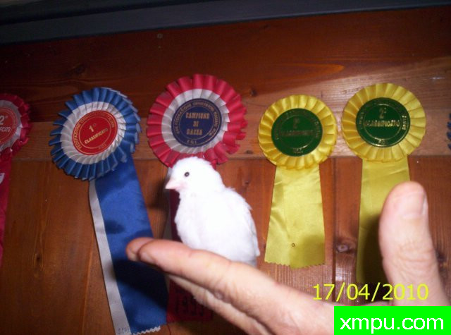 金丝雀培育大师--路易【意大利】图片系列之【一】