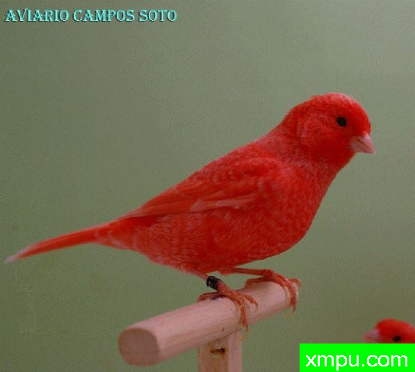 金丝雀培育大师--路易【意大利】图片系列之【一】