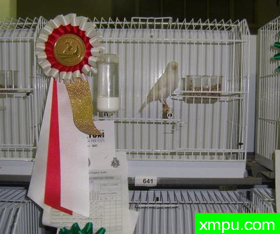 金丝雀培育大师--路易【意大利】图片系列之【一】