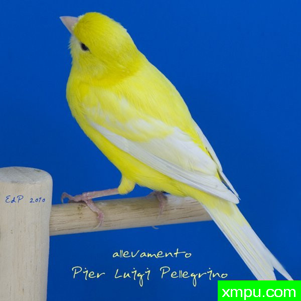 金丝雀培育大师--路易【意大利】图片系列之【一】