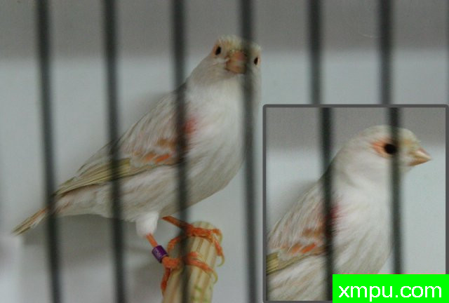 金丝雀培育大师--路易【意大利】图片系列之【一】