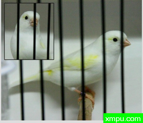 金丝雀培育大师--路易【意大利】图片系列之【一】