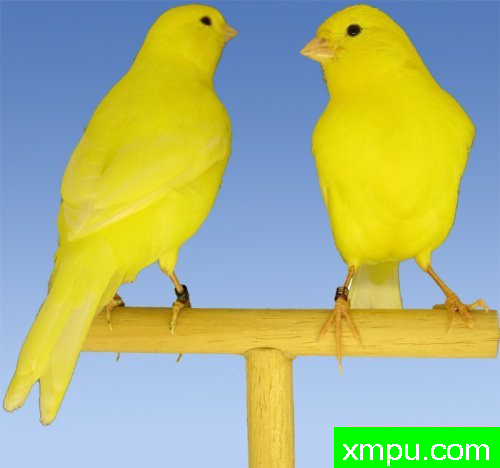 金丝雀培育大师--路易【意大利】图片系列之【一】