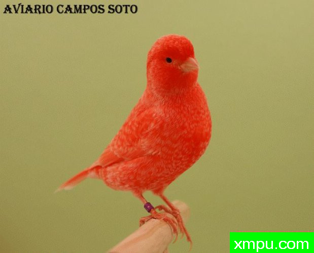 金丝雀培育大师--路易【意大利】图片系列之【一】