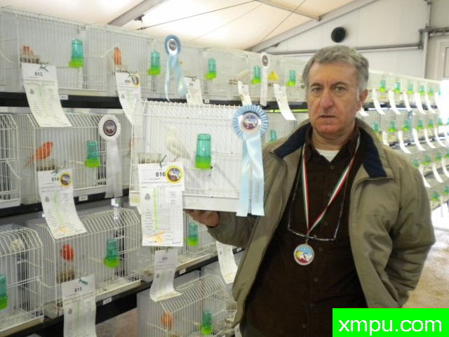 金丝雀培育大师--路易【意大利】图片系列之【一】