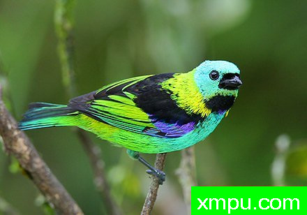 蓝头绿腹【巴西】